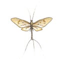 Mayflies