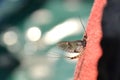 A Mayfly resting on a sunny spring day