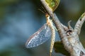 Mayflies, Shadflies, Fishflies On the tree/Fishing bait.