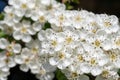 Mayflower crataegus laevigata blossom Royalty Free Stock Photo