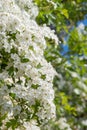 Mayflower crataegus laevigata blossom Royalty Free Stock Photo