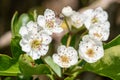 Mayflower crataegus laevigata blossom Royalty Free Stock Photo