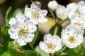 Mayflower crataegus laevigata blossom Royalty Free Stock Photo