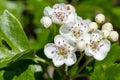 Mayflower crataegus laevigata blossom Royalty Free Stock Photo