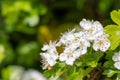 Mayflower crataegus laevigata blossom Royalty Free Stock Photo