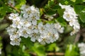 Mayflower crataegus laevigata blossom Royalty Free Stock Photo