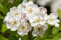 Mayflower crataegus laevigata blossom Royalty Free Stock Photo