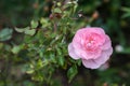 The Mayflower rose, Austilly, close up on a green park background in autumn Royalty Free Stock Photo