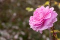 The Mayflower rose, Austilly, close up on a green park background in autumn Royalty Free Stock Photo