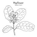 Mayflower or trailing arbutus Epigaea repens , state flower of Massachusetts
