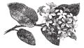 Mayflower or Trailing Arbutus or Epigaea repens, vintage engraving Royalty Free Stock Photo