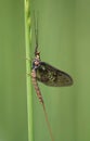 Mayfly