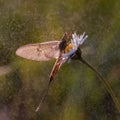 Mayfly