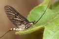 Mayfly with beautiful big wings