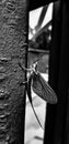 Mayfly in black and white