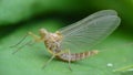 Mayfly