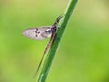 Mayfly Royalty Free Stock Photo