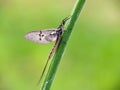 Mayfly