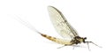 Mayfly, Ephemera danica