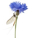 Mayfly, Ephemera danica, on flower Royalty Free Stock Photo