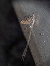 Mayfly, Ephemera danica, on my car.