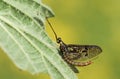 A Mayfly, Ephemera vulgata, perching on a stinging nettle leaf growing at the edge of a river in springtime in the UK.