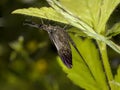 Mayfly (Ephemera vulgata)