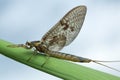 Mayfly, Ephemera vulgata on straw