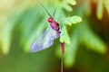 Mayfly (Ephemeroptera)