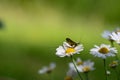 A Mayfly ( Ephemeroptera ) on a flower in green nature Royalty Free Stock Photo