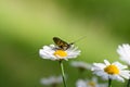 Mayfly Ephemeroptera on a flower in nature