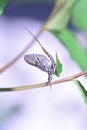 A Mayfly Ephemeroptera at a plant in nature