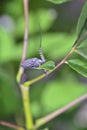 Mayfly Ephemeroptera at a plant in nature