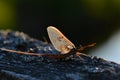 mayfly fly fishing