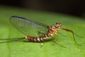 Mayfly on the Green leaf