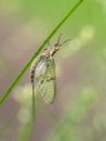 Mayfly ie Ephemera sp on plant stem. UK.