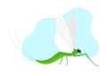 Mayfly Insect