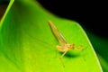 Mayfly insect on green leaf