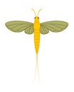 Mayfly Insect Illustration