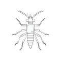 Mayfly Insect Illustration, Entomology Art, Bug Outline, Drawn Graphic Royalty Free Stock Photo