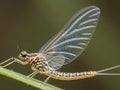 Mayfly insect isolated on white background Royalty Free Stock Photo