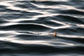 Mayfly insect swimming in water