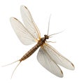Mayfly Insect with Translucent Wings on White Background ephemeroptera aquatic insect Royalty Free Stock Photo