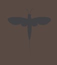 Mayfly Insect Vector Silhouette