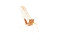 Mayfly isolated on white background, Ephemeroptera sp.