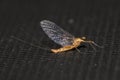 Mayfly