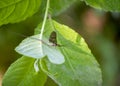 Mayfly, male Ephemera danica, on leaf.