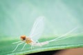Mayfly male Royalty Free Stock Photo