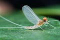 Mayfly male Royalty Free Stock Photo