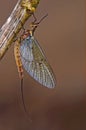 The mayfly that may fly